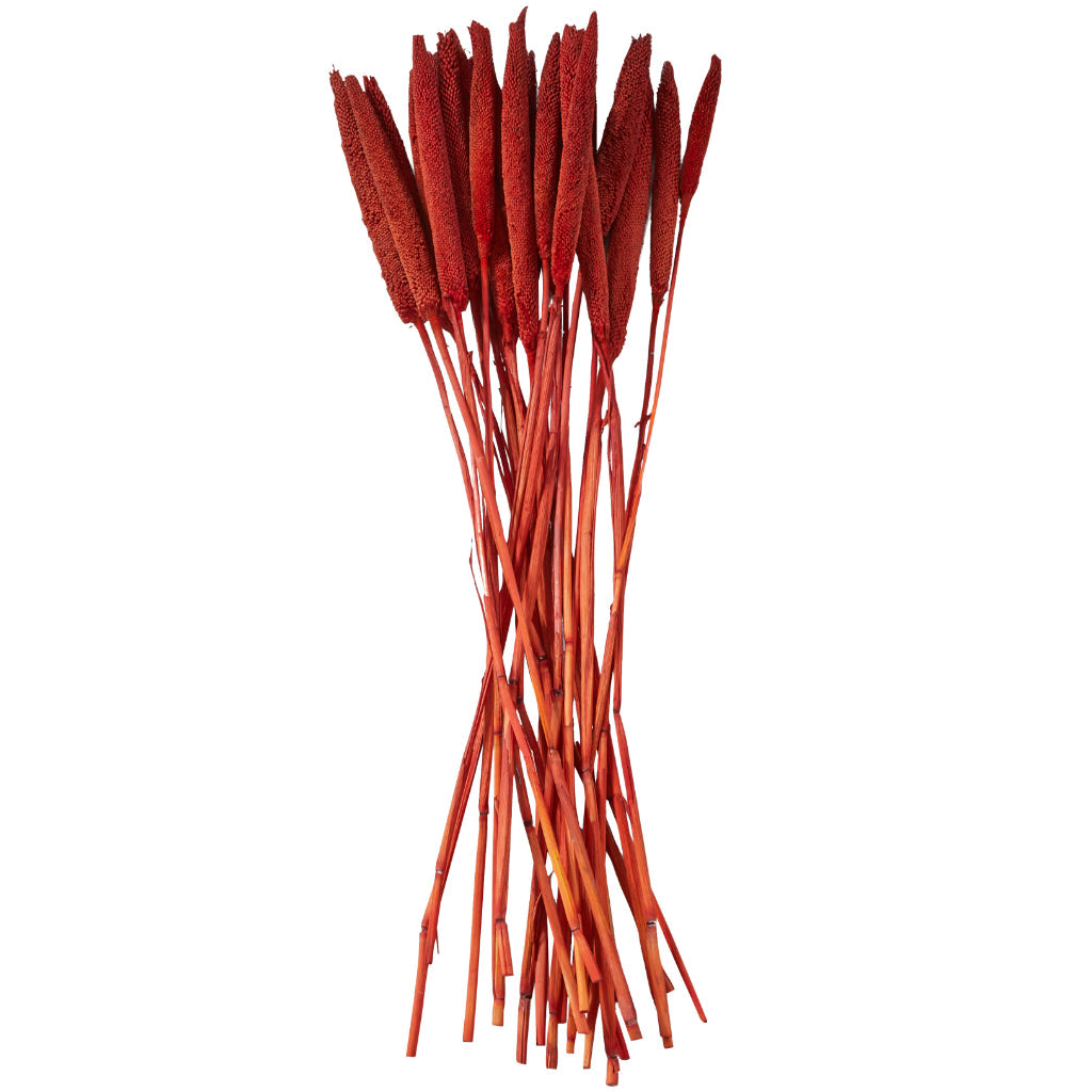 DRIED BABALA GRASS BND RED 20"H, NATURAL, DECORATIVE FOLIAGE, DRIED NATURAL FOLIAGE, Dried Plant Material, Red
