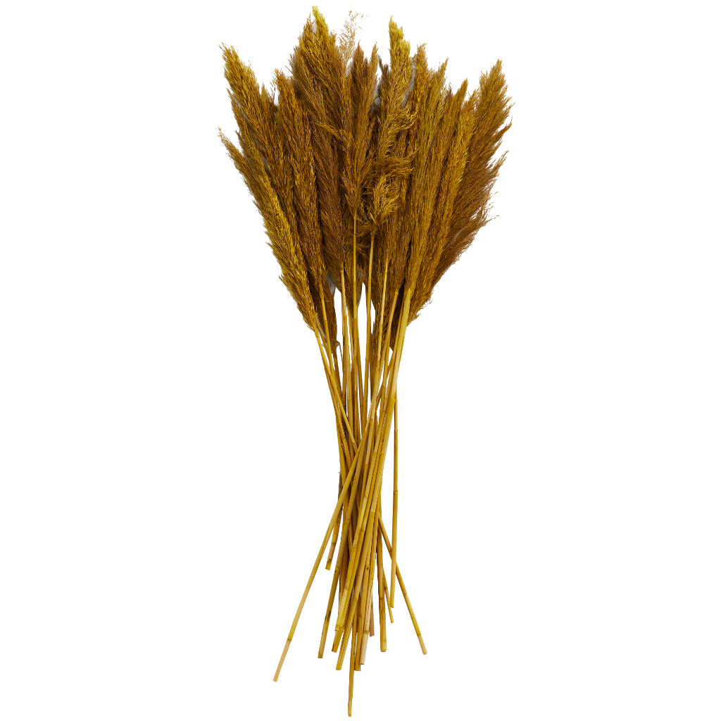 DRIED BAMBOO GRASS BND YLLW 35"H, NATURAL, DECORATIVE FOLIAGE, DRIED NATURAL FOLIAGE, Dried Plant Material, Yellow