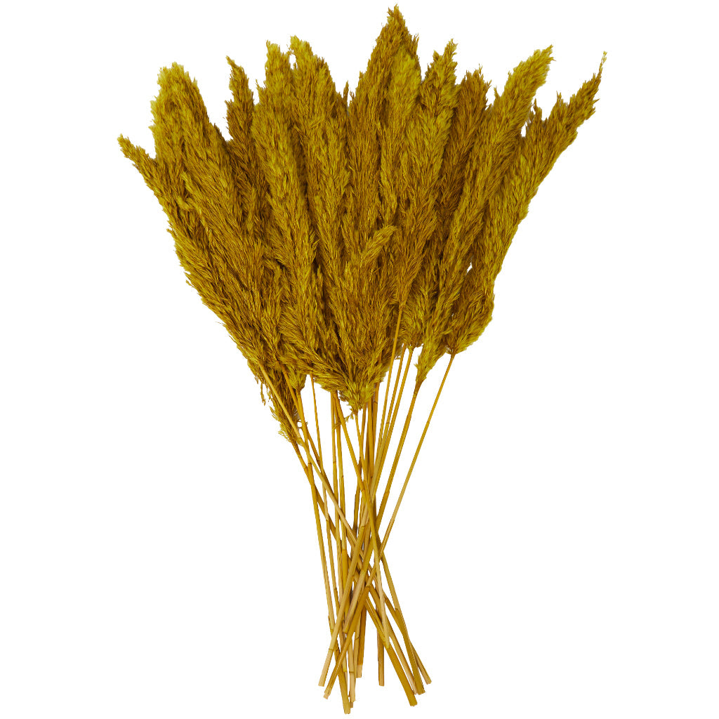 DRIED PAMPAS GRASS BND YLLW 35"H, NATURAL, DECORATIVE FOLIAGE, DRIED NATURAL FOLIAGE, Dried Plant Material, Yellow
